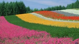 paket wisata jepang furano