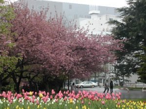 sapporo sakura