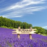 tour jepang sapporo hokkaido furano lavender