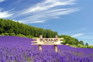 tour jepang sapporo hokkaido furano lavender