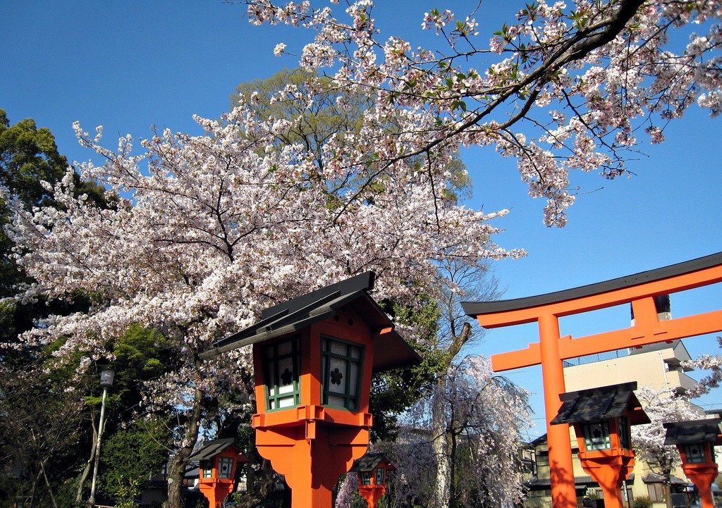 Hirano Shrine Sakura