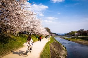 Kamogawa Lake Sakura