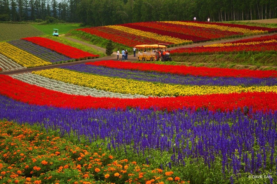 furano tour ke jepang sapporo