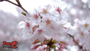 Sakura di Jepang