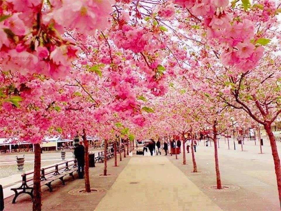 sakura