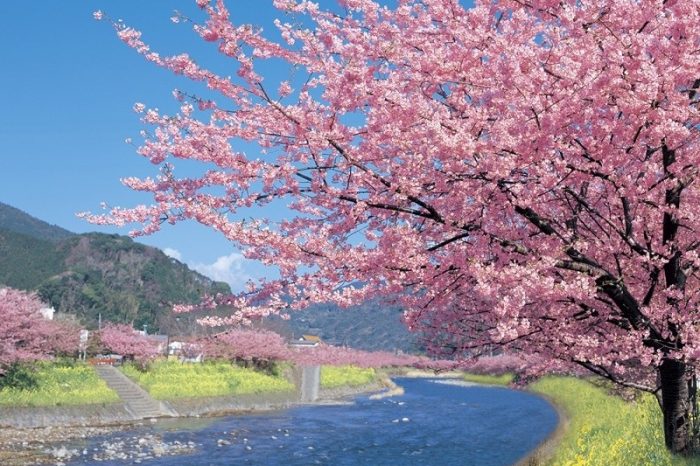 Open Trip Tokyo Spesial Sakura Kawazu 21  – 25 Februari 2024