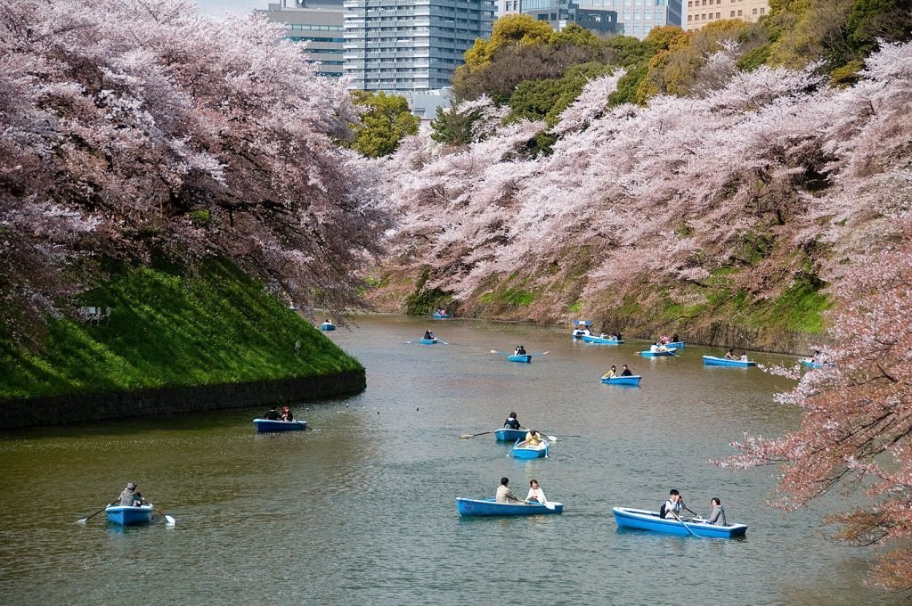 Sakura Chidorigafuchi di Tokyo Jepang
