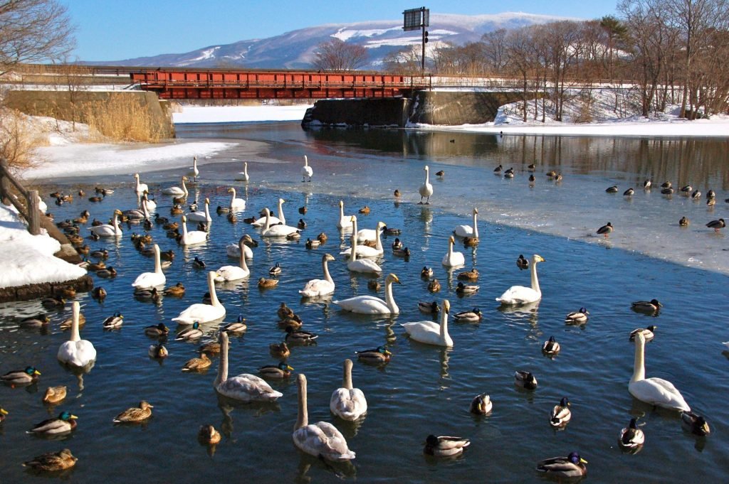 Onuma Bird House Hokkaido Jepang