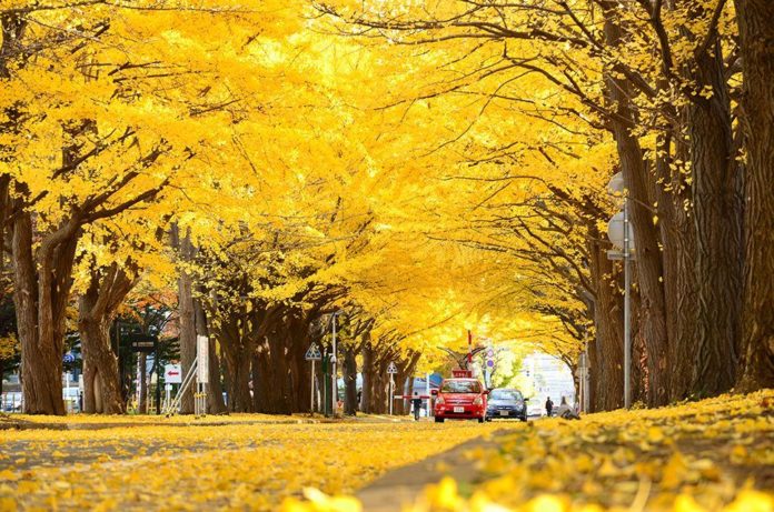 Taman-taman Indah Saat Musim Gugur di Tokyo Jepang
