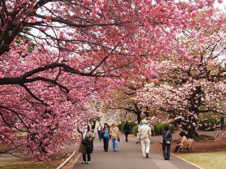  Taman  di Jepang Terbaik Untuk Melihat Keindahan Bunga  