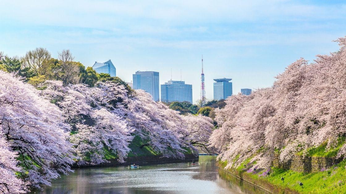 10 Rekomendasi Tempat Wisata Tokyo terbaik untuk menikmati Hanami Sakura !