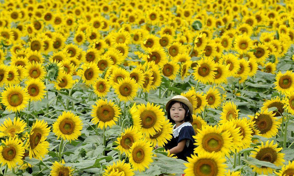 7 Tempat Terbaik Untuk Melihat Bunga Matahari yang Indah di Dekat Tokyo