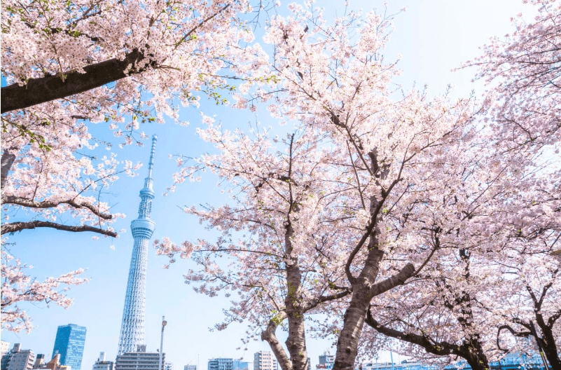 Cherry blossoms 2023: 10 Rekomendasi Tempat Terbaik untuk Melihat Sakura di Tokyo Jepang