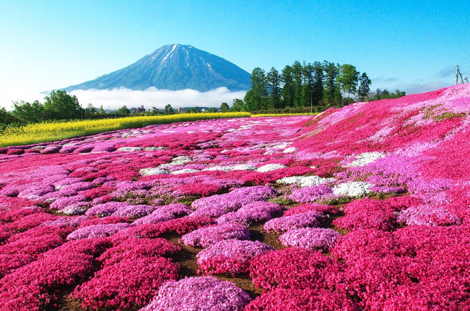 Waktu dan Tempat Terbaik Menikmati Taman Bunga Saat Kamu Liburan Ke Jepang