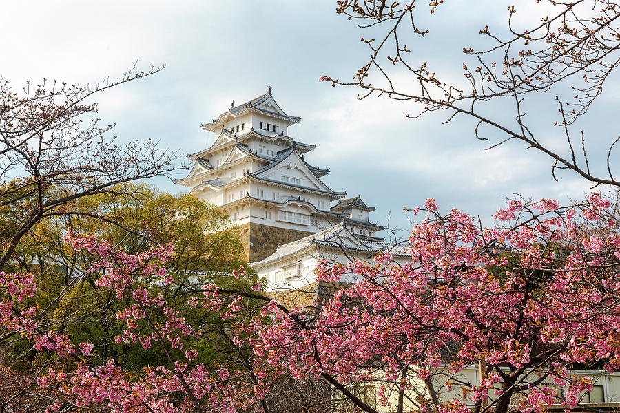 Taman Bunga Yang Bisa Kamu Kunjungi Saat Liburan Musim Semi Di Jepang
