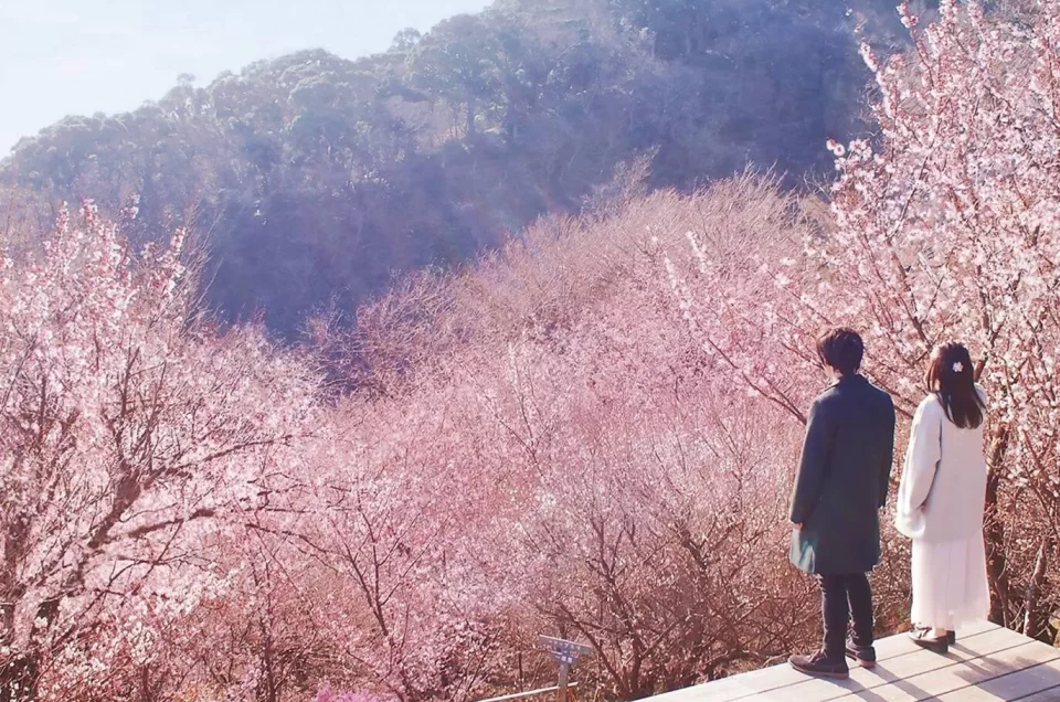 10 Rekomendasi tempat terbaik untuk melihat bunga sakura musim dingin di Jepang