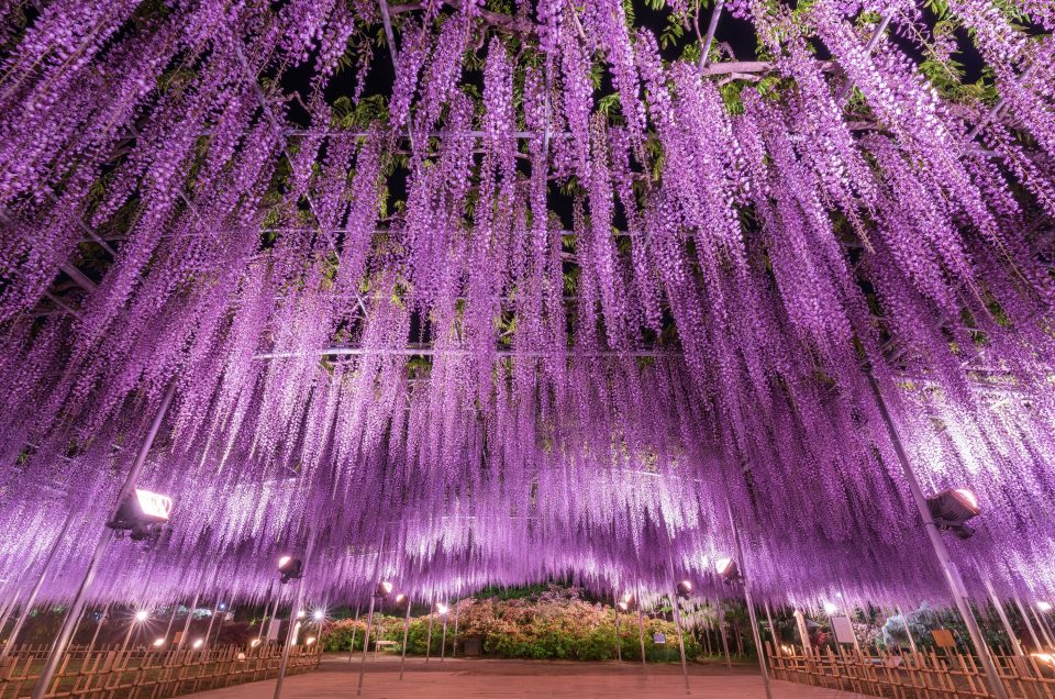 Taman Bunga Ashikaga adalah salah satu festival bunga wisteria yang paling indah di Jepang