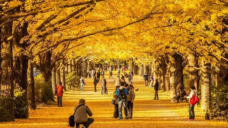 Waktu terbaik untuk melihat dedaunan musim gugur di Jepang pada tahun 2024, menurut perkiraan resmi