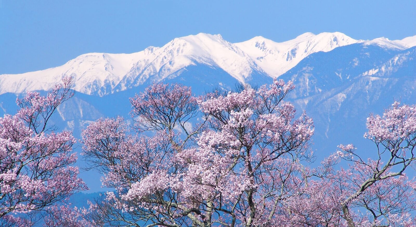 Bunga sakura di Nagano