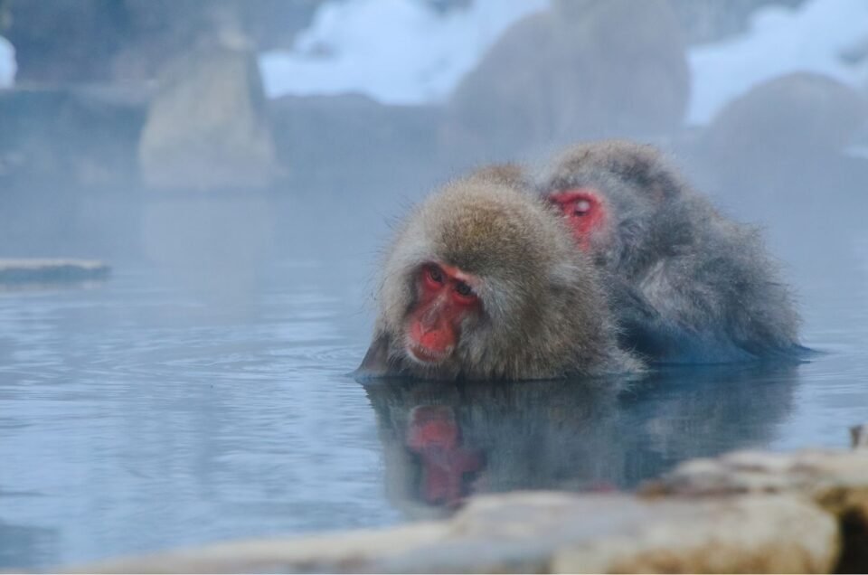 10 Rekomendasi Onsen Terbaik untuk Menyegarkan Liburan Anda di Jepang