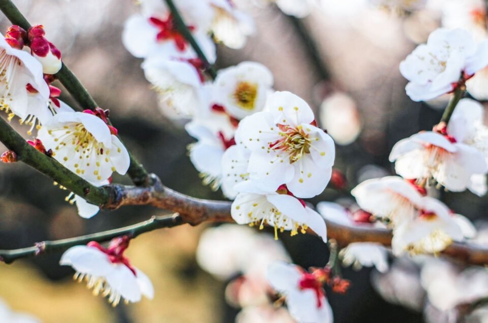 TOUR JEPANG - TOURJEPANG - TEMPAT MELIHAT BUNGA PLUM DI TOKYO - BUNGA PLUM TOKYO - BUNGA PLUM - Setagaya Plum Blossom Festival