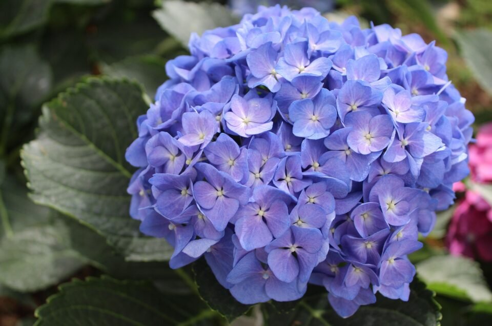 12 Rekomendasi Spot Terbaik Melihat Bunga Hydrangea di Sekitar Tokyo