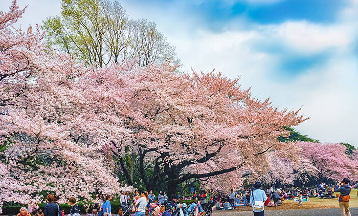 Paket Tour Jepang Open Trip Sakura Romantic 5D4N 31 Maret sampai 4 April 2026