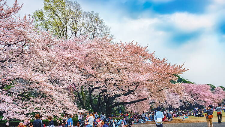 Paket Tour Jepang Open Trip Sakura Romantic 5D4N