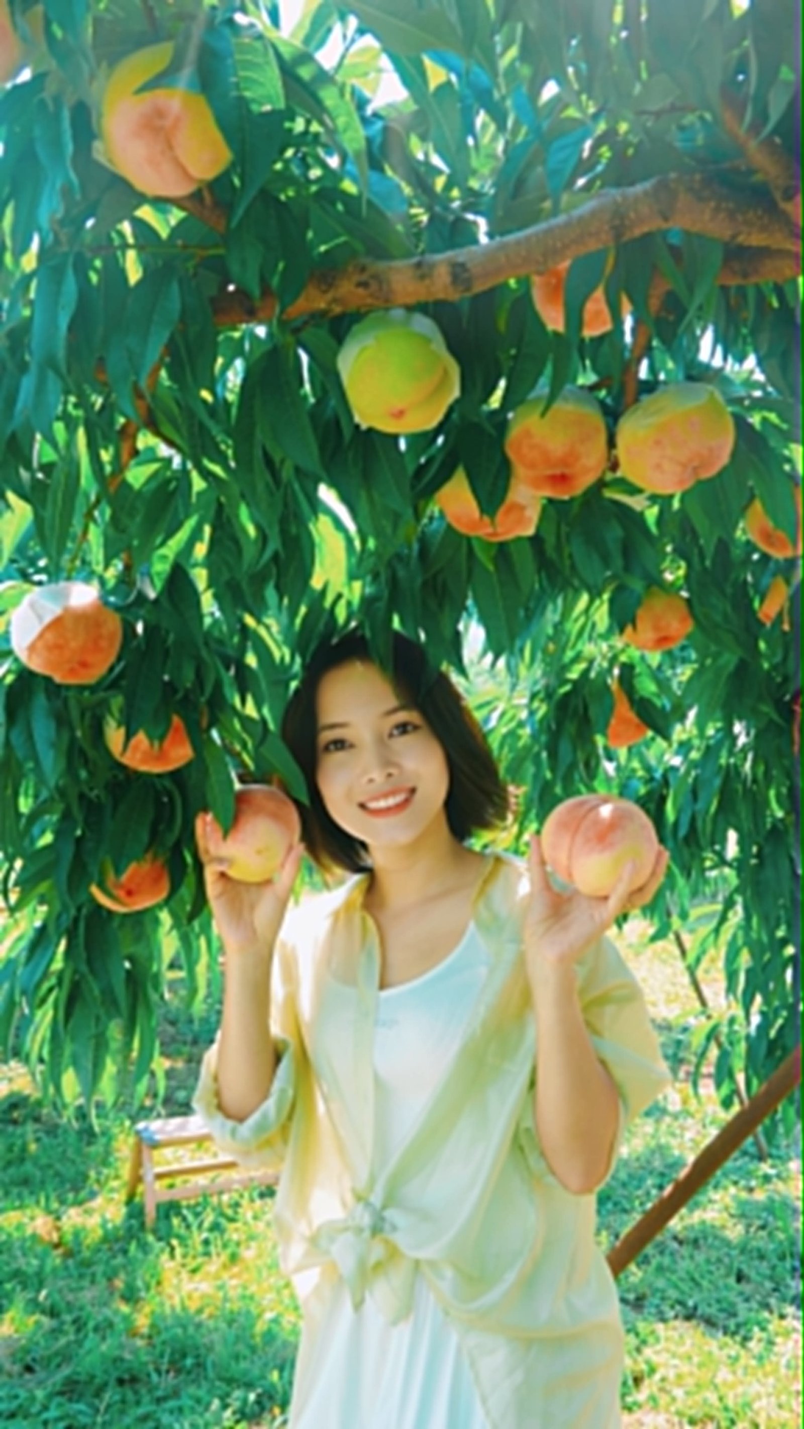 Petik Peach Segar di Orchard Yamanashi